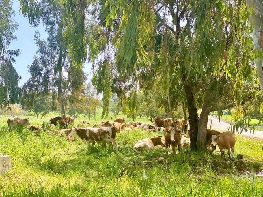 Willa אחוזת היניבים Yaniv Estate Nurit Zewnętrze zdjęcie